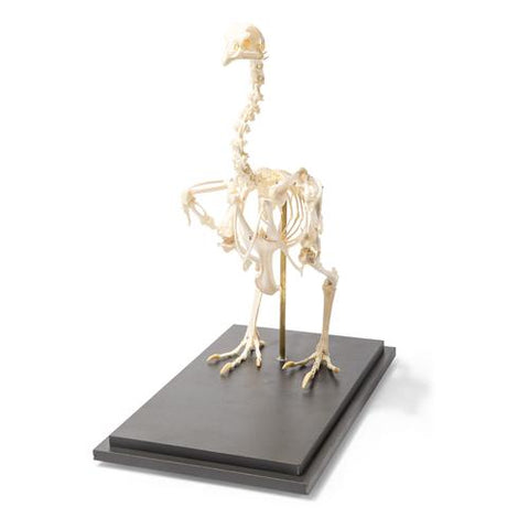 Chicken Skeleton (Gallus gallus domesticus), Specimen