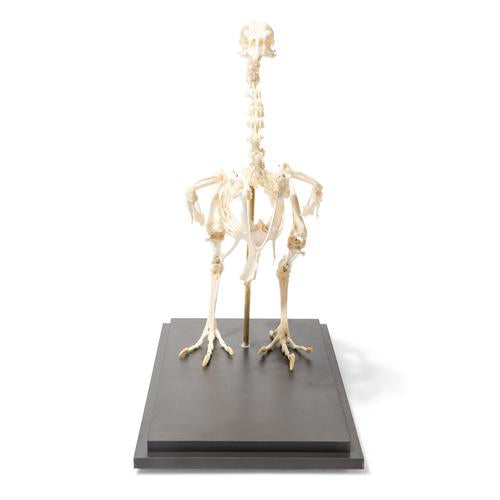 Chicken Skeleton (Gallus gallus domesticus), Specimen