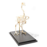 Chicken Skeleton (Gallus gallus domesticus), Specimen