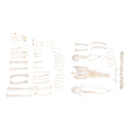 Chicken skeleton (Gallus gallus domesticus), disarticulated