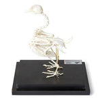 Pigeon Skeleton (Columba livia domestica), Specimen