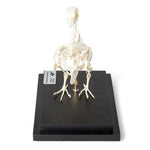 Pigeon Skeleton (Columba livia domestica), Specimen
