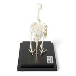 Pigeon Skeleton (Columba livia domestica), Specimen