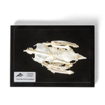 Pigeon Skeleton (Columba livia domestica), Specimen