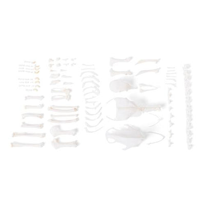 Pigeon skeleton (Columba livia domestica), disarticulated