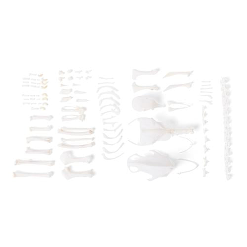 Pigeon skeleton (Columba livia domestica), disarticulated