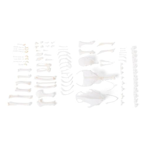Pigeon skeleton (Columba livia domestica), disarticulated