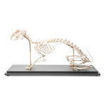 Rabbit Skeleton (Oryctolagus cuniculus var. domestica), Specimen