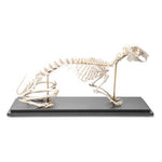 Rabbit Skeleton (Oryctolagus cuniculus var. domestica), Specimen