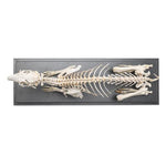 Rabbit Skeleton (Oryctolagus cuniculus var. domestica), Specimen