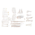 Rabbit skeleton (Oryctolagus cuniculus var. Domestica), disarticulated