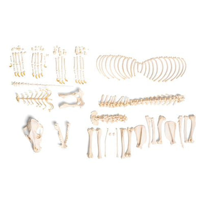 Dog skeleton (Canis lupus familiaris), size L, disarticulated