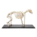 Dog Skeleton (Canis lupus familiaris), Size M, Specimen