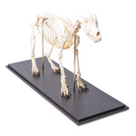 Dog Skeleton (Canis lupus familiaris), Size M, Specimen