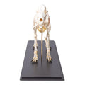Dog Skeleton (Canis lupus familiaris), Size M, Specimen