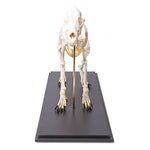 Dog Skeleton (Canis lupus familiaris), Size M, Specimen