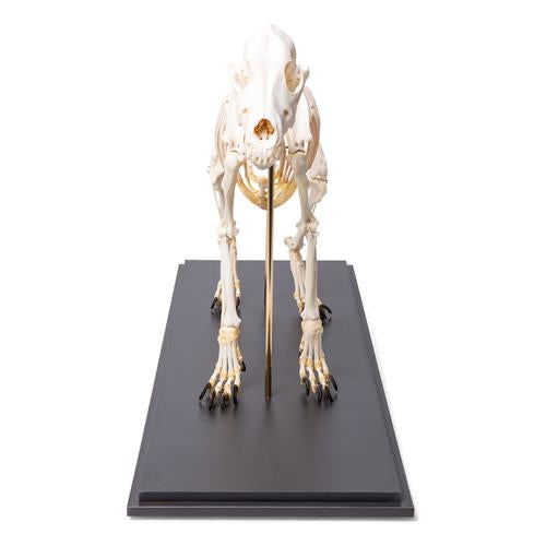 Dog Skeleton (Canis lupus familiaris), Size M, Specimen