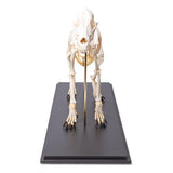 Dog Skeleton (Canis lupus familiaris), Size M, Specimen