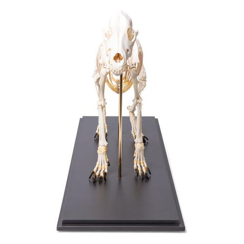Dog Skeleton (Canis lupus familiaris), Size M, Specimen
