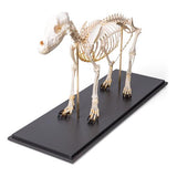 Dog Skeleton (Canis lupus familiaris), Size M, Specimen