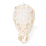 Carp Head (Cyprinus carpio), Specimen