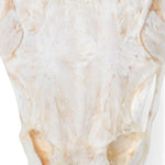Carp Head (Cyprinus carpio), Specimen