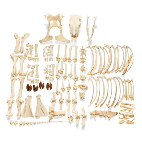 Bovine Cow skeleton (Bos taurus), without horns, disarticulated