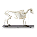 Bovine Cow skeleton (Bos taurus), without horns, articulated