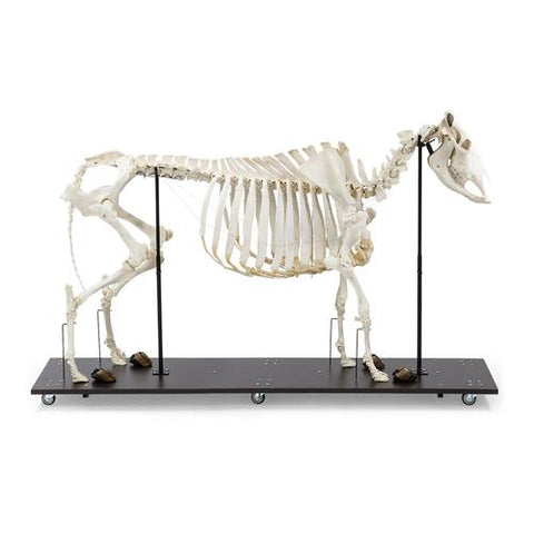 Bovine Cow skeleton (Bos taurus), without horns, articulated