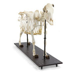 Bovine Cow skeleton (Bos taurus), without horns, articulated