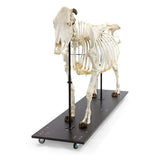 Bovine Cow skeleton (Bos taurus), with horns, articulated
