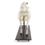 Bovine Cow skeleton (Bos taurus), with horns, articulated