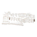Pig skeleton (Sus scrofa domesticus), f, disarticulated