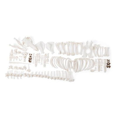 Pig skeleton (Sus scrofa domesticus), f, disarticulated