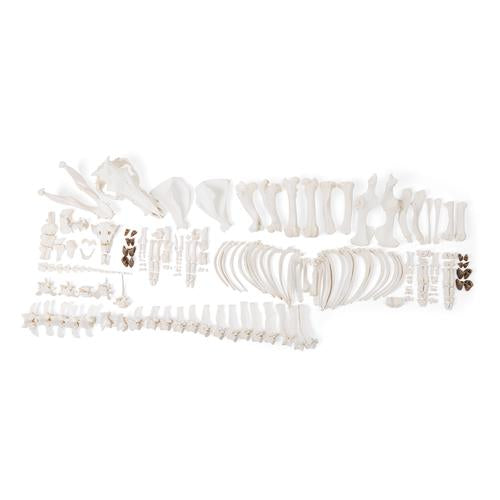 Pig skeleton (Sus scrofa domesticus), f, disarticulated