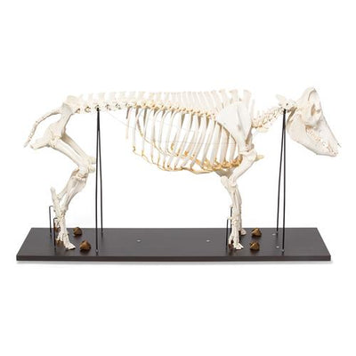 Domestic Pig Skeleton (Sus scrofa domesticus), Female, Specimen
