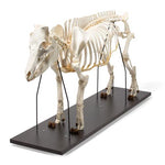 Domestic Pig Skeleton (Sus scrofa domesticus), Female, Specimen