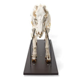 Domestic Pig Skeleton (Sus scrofa domesticus), Female, Specimen