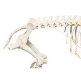 Domestic Pig Skeleton (Sus scrofa domesticus), Female, Specimen