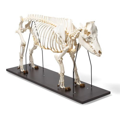Domestic Pig Skeleton (Sus scrofa domesticus), Male, Specimen