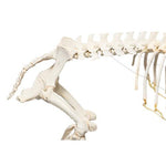 Domestic Pig Skeleton (Sus scrofa domesticus), Male, Specimen