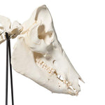 Domestic Pig Skeleton (Sus scrofa domesticus), Male, Specimen