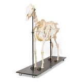 Horse Skeleton (Equus ferus caballus), Male, Specimen