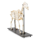 Horse Skeleton (Equus ferus caballus), Male, Specimen