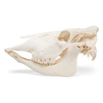 Bovine skull (Bos taurus), without horns, specimen