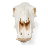 Bovine skull (Bos taurus), without horns, specimen