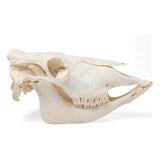 Bovine skull (Bos taurus), without horns, specimen