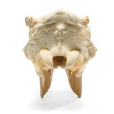 Bovine skull (Bos taurus), without horns, specimen
