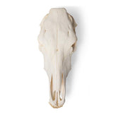 Bovine skull (Bos taurus), without horns, specimen