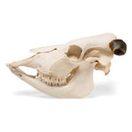 Bovine skull (Bos taurus), with horns, specimen